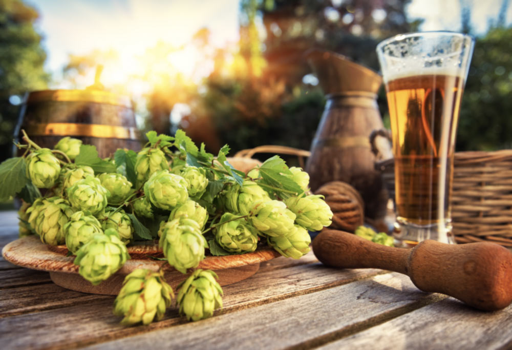 hops and beer